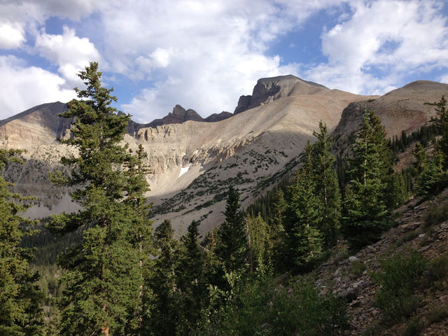 View through Engelmann Spruce trees towards Wheeler Peak from the Wheeler Peak Summit Trail on July 14th 2013