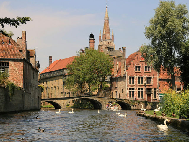 swans swimming in a river in front of old buildings