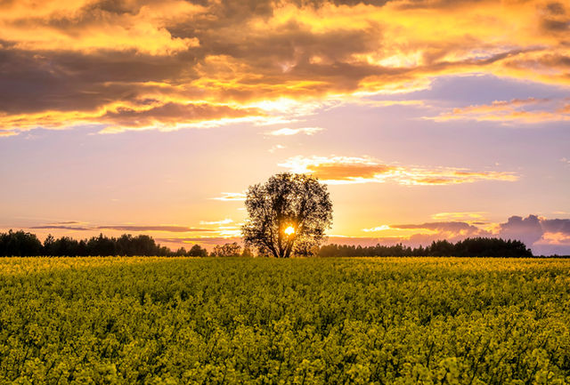 trees during golden hour