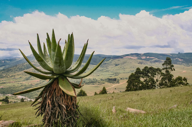 Aloe tree