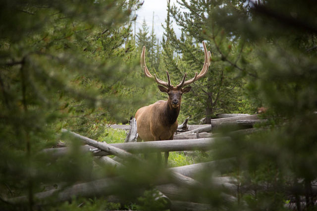 A large bull elk with antlers peers through dense green foliage.