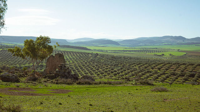 Expansive olive groves with ancient ruins in the Ben Arous Governorate, Tunisia.