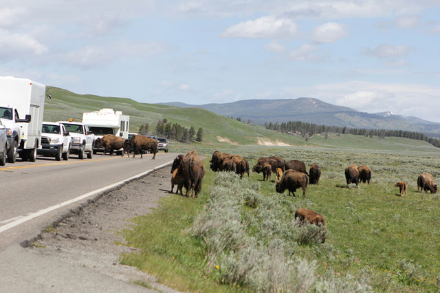 Wildlife animal bison jam in Hayden Valley, Yellowstone National Park