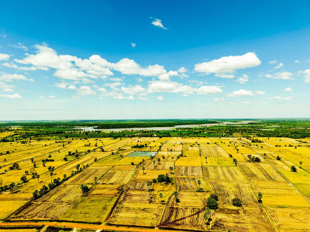 A vibrant aerial view of rice fields in Cambodia during the harvest season under a clear blue sky.