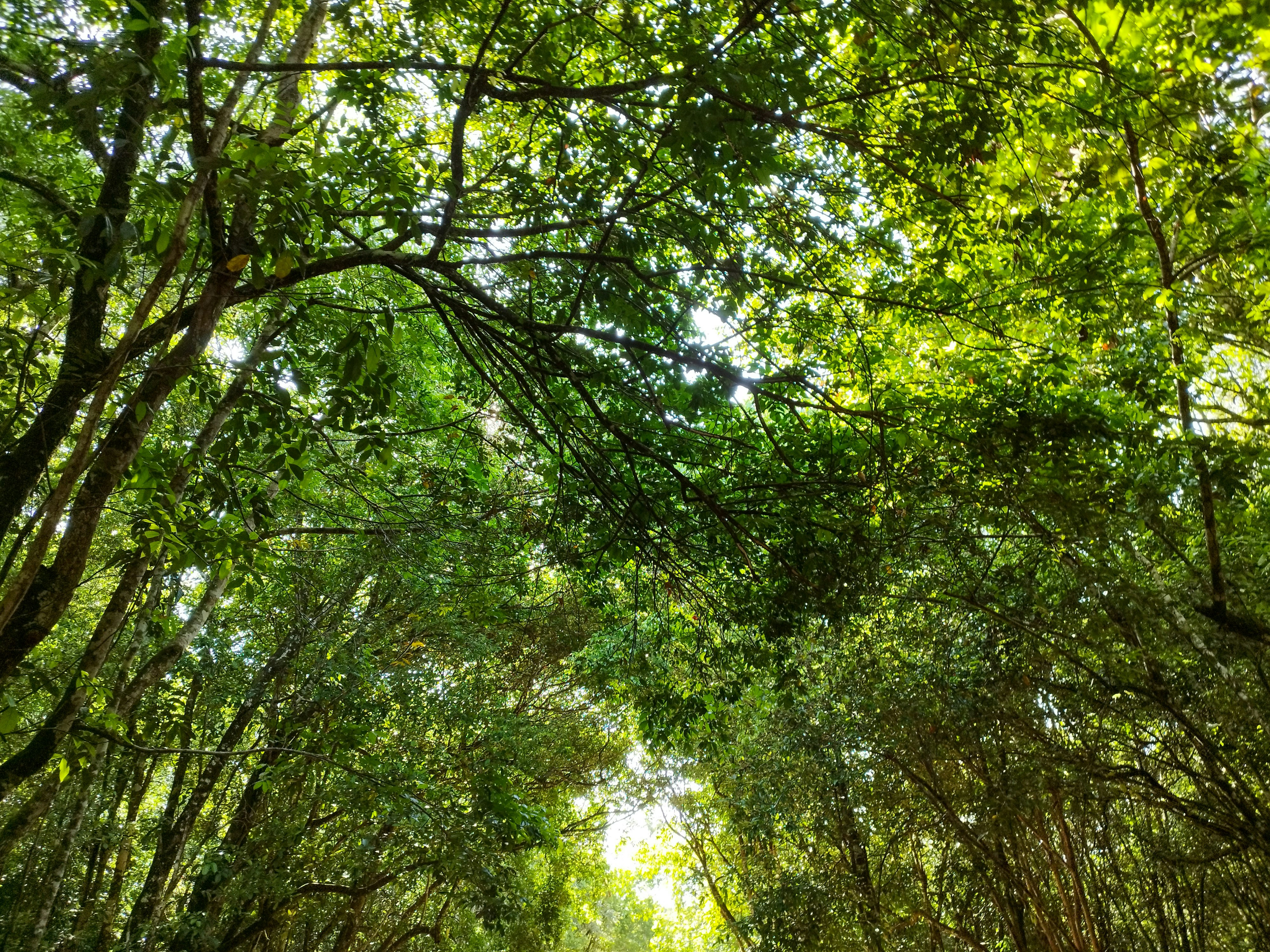 Suriname — image 2