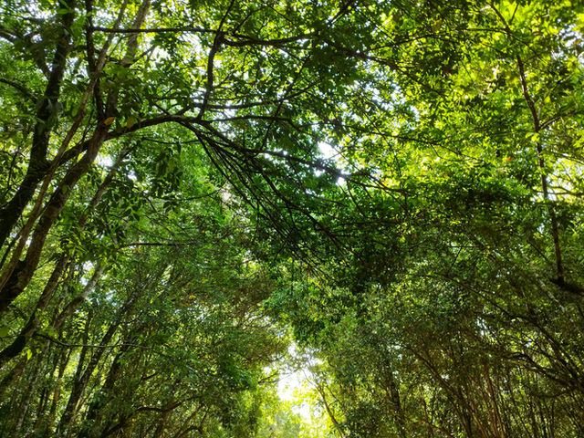Trees near Jodensavanne