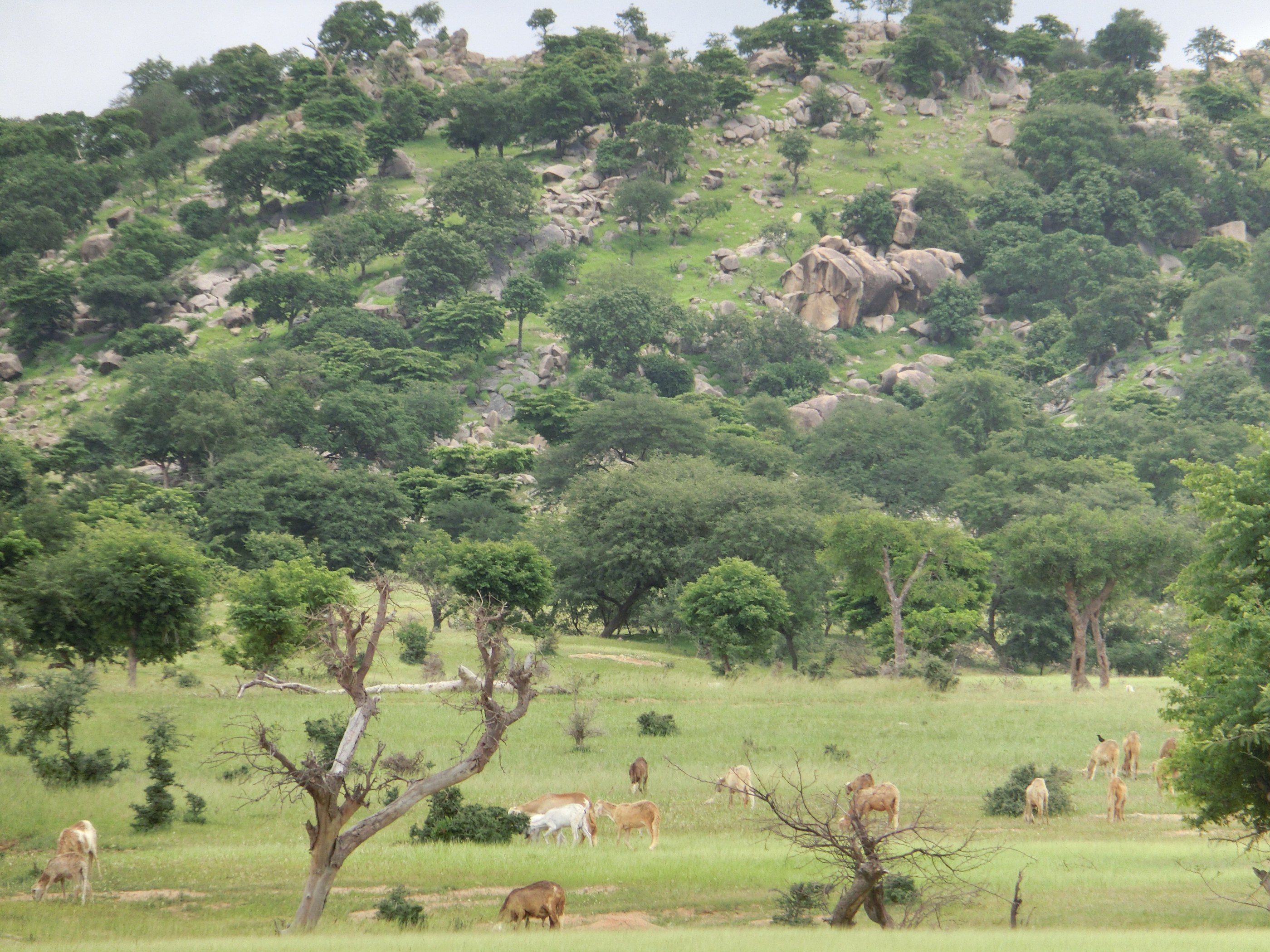 South Sudan — image 2