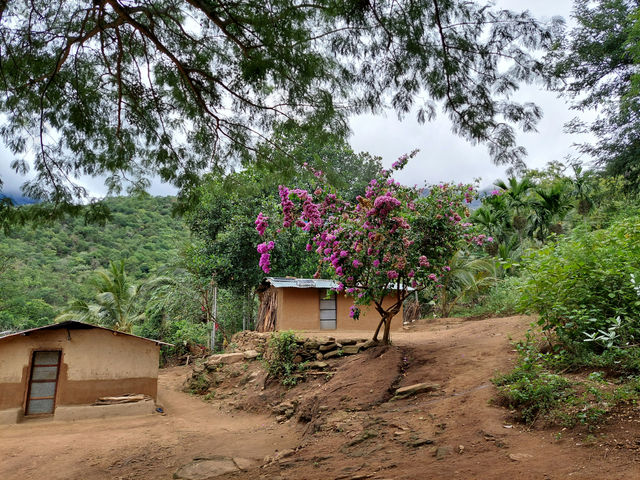 A tribal hut in the Western Ghats at the edge of a small mountain top adjacent, with the hilly ranges in the background. A beautiful bougainvillea