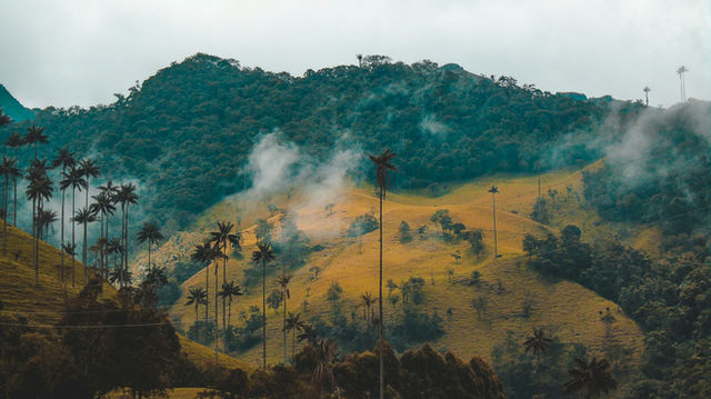 Knowing Cocora Valley