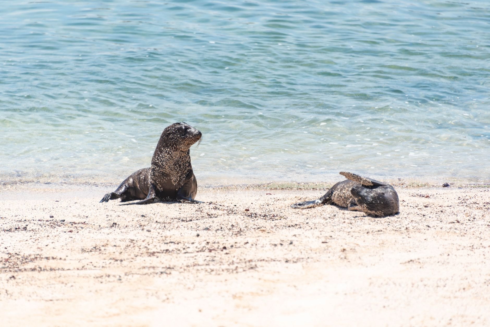 Galápagos Islands, Ecuador