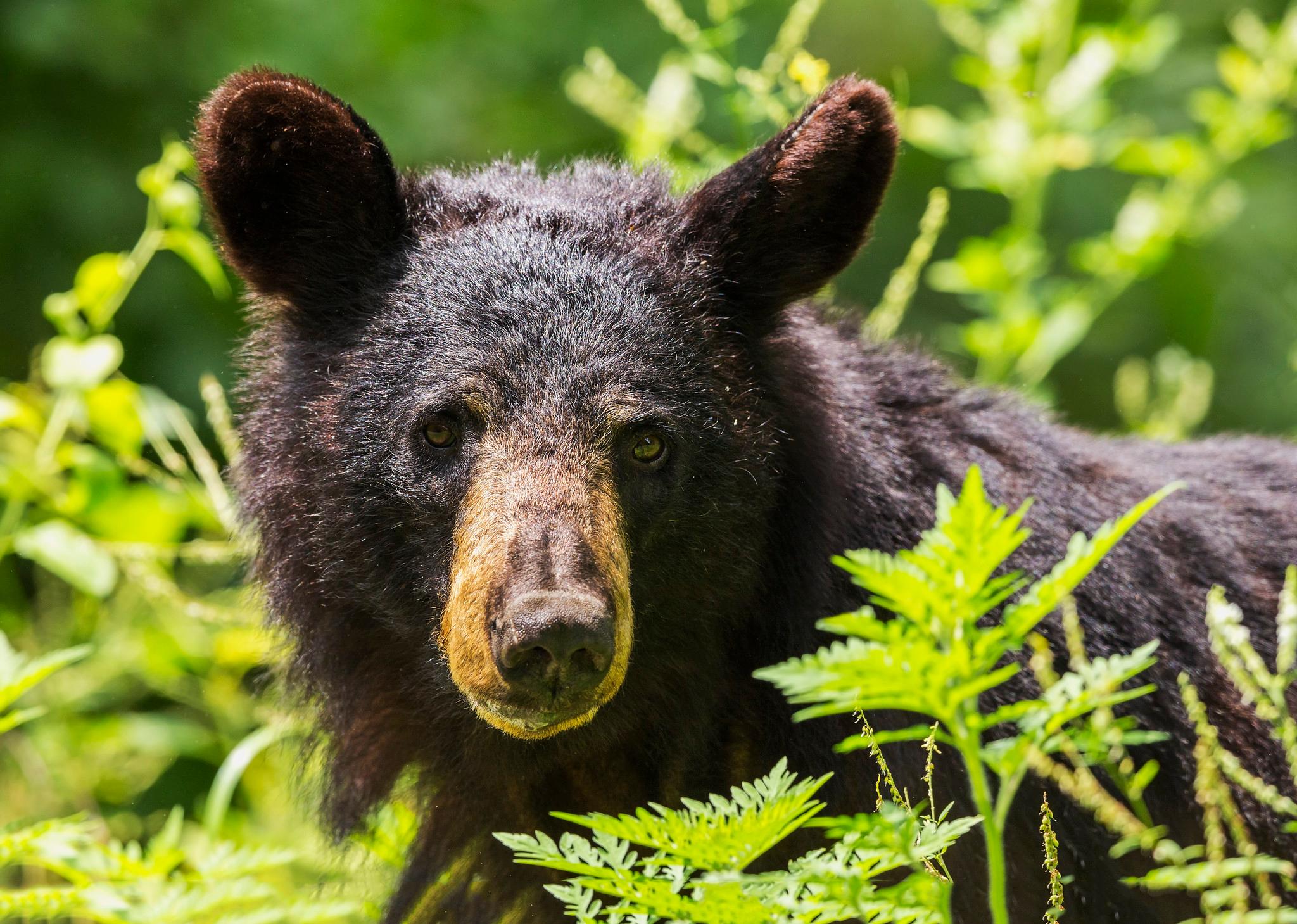 American Black Bear