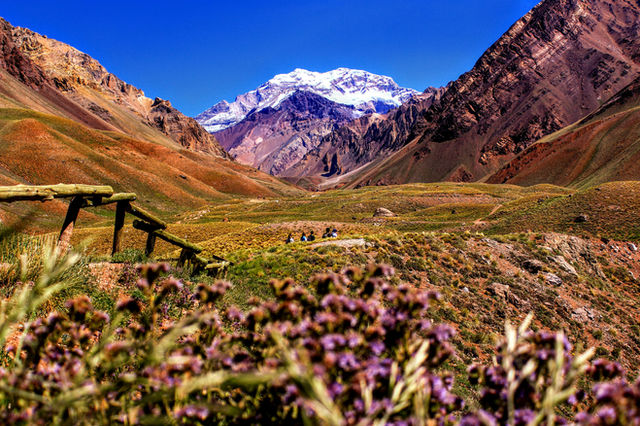 purple-petaled flowers near mountain during daytime