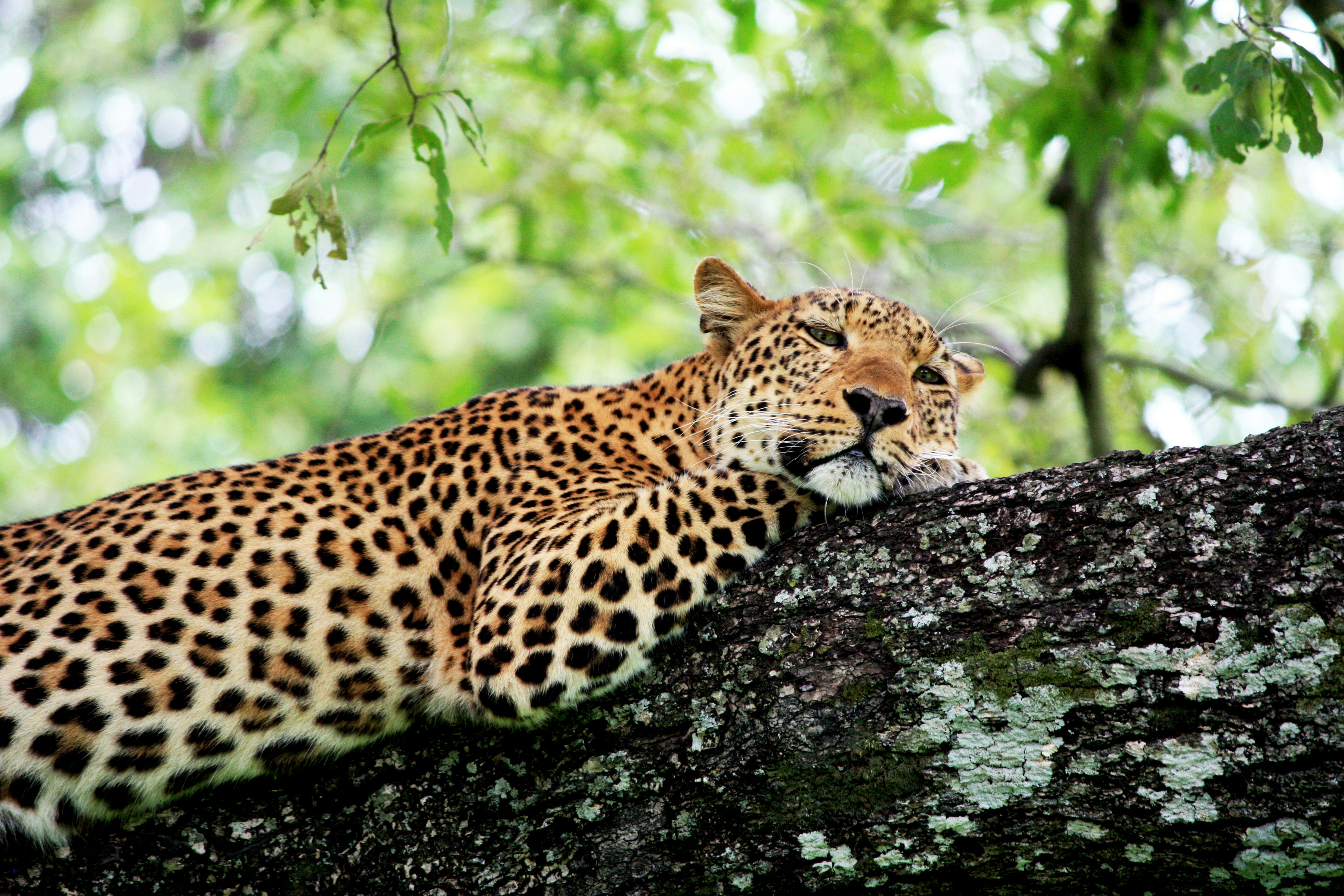 Zambia — image 5