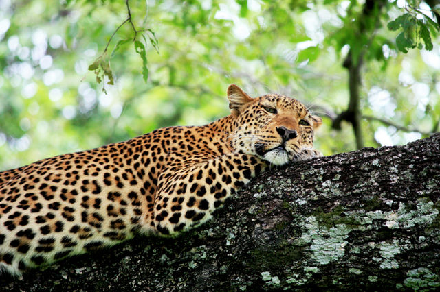 Wildlife in South Luangwa National Park, Zambia