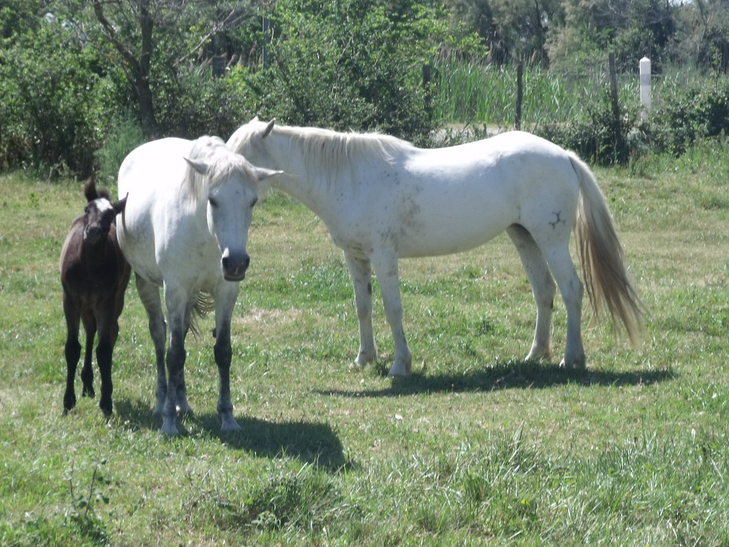Provence — photo 14