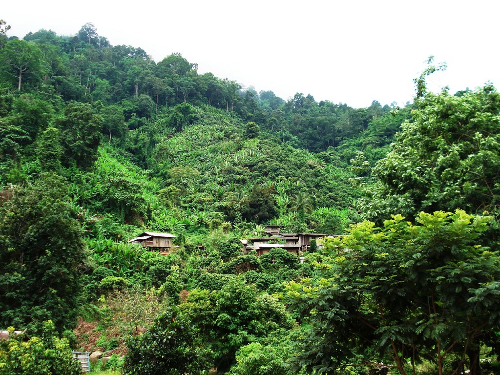 Pai — photo 17