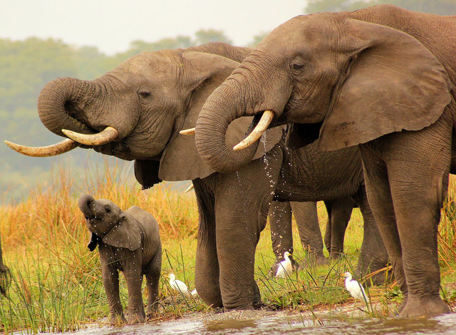 Elephants by Craig Manners
