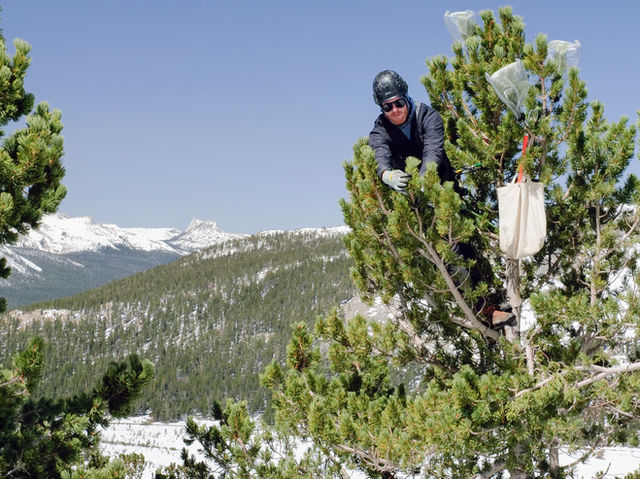 A man stands in a whitebark pine tree while harnessed holding the end of a tree branch.