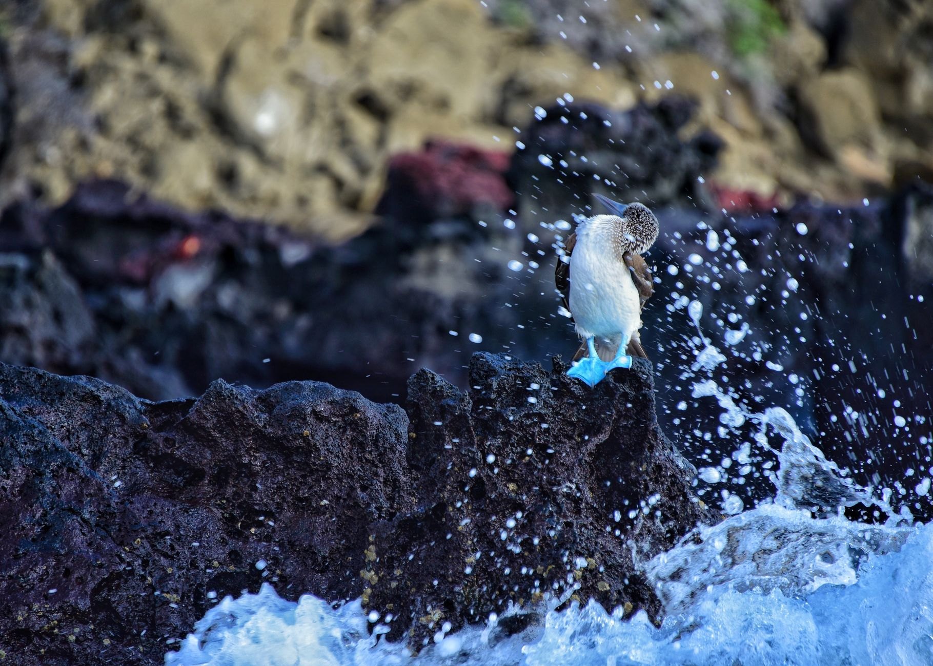 Galápagos Islands, Ecuador