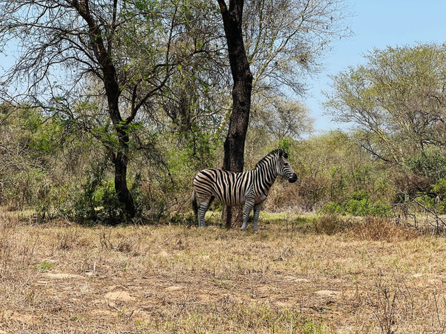 A zebra amidst trees on the savannah in southern Malawi, showcasing wildlife in its natural habitat.