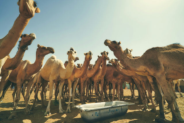 Camel bazaar in Nouakchott, Mauritania. 2022