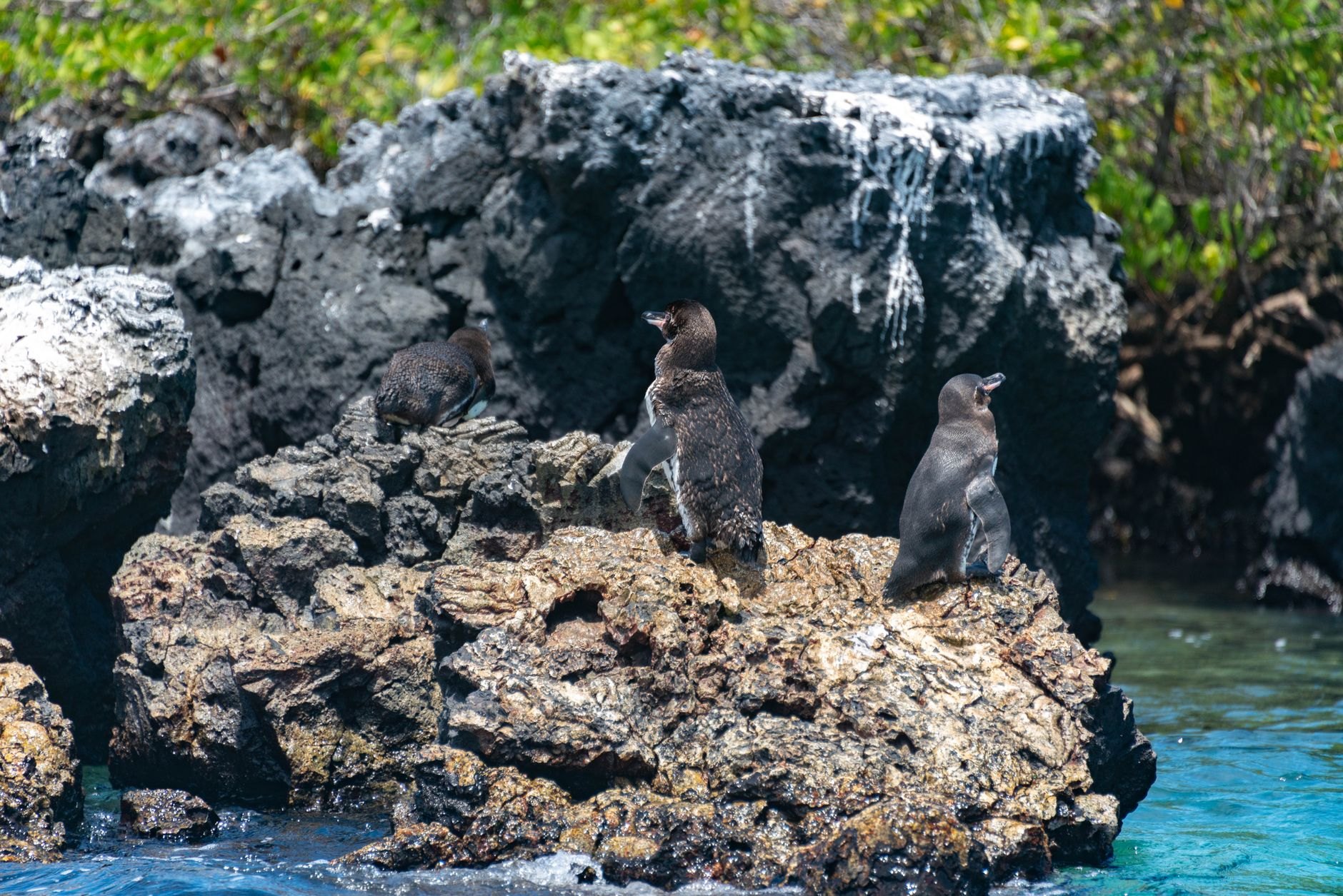 Galápagos Islands, Ecuador