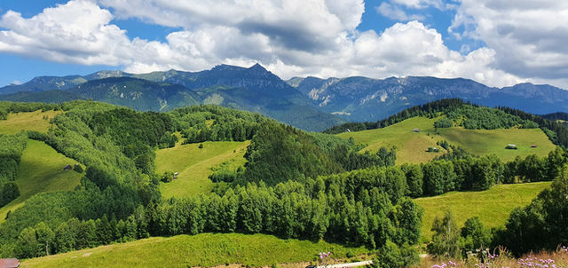 green trees on green grass field under blue sky and white clouds during daytime