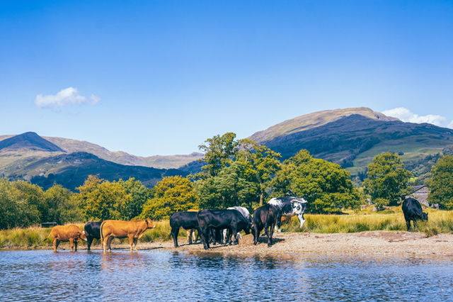 A herd of cows grazing by a lake in the picturesque Lake District, England, during summer.