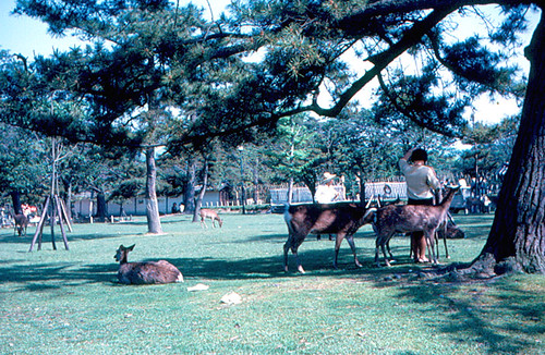Nara — photo 17