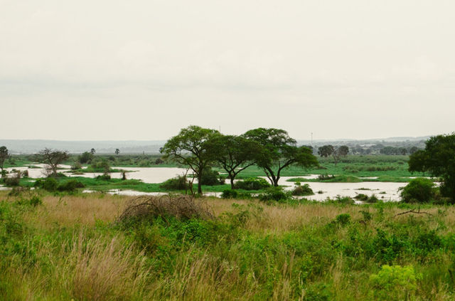 Lush greenery and river view in Murchison Falls National Park, Uganda.