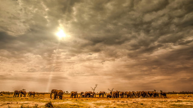 Elephants under the big sky
