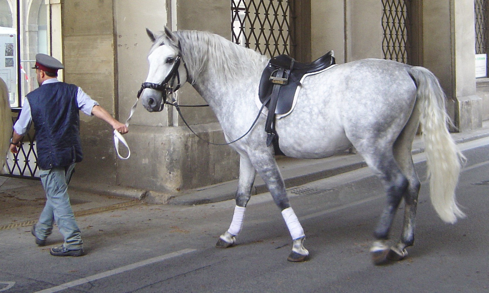 Lipizzaner horse performance