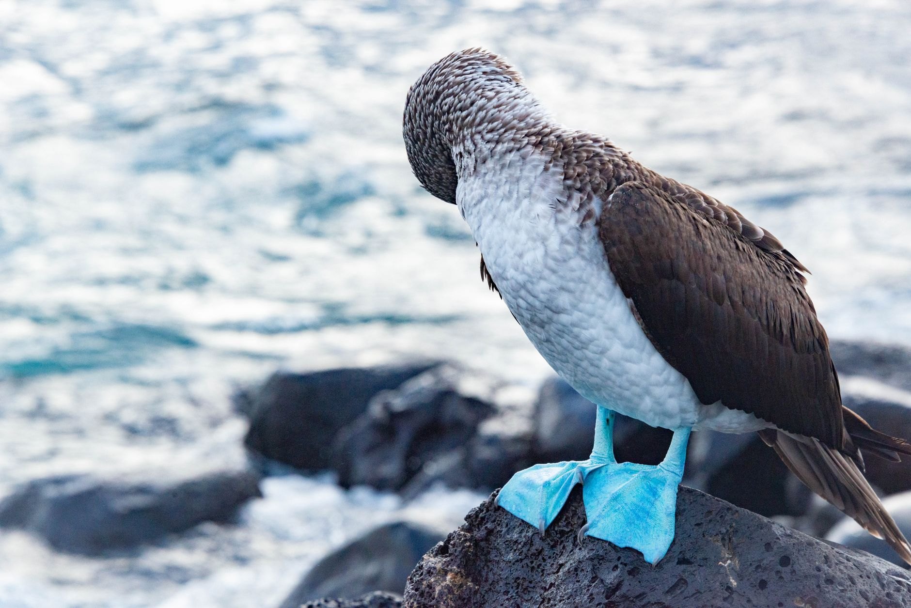 Galápagos Islands, Ecuador