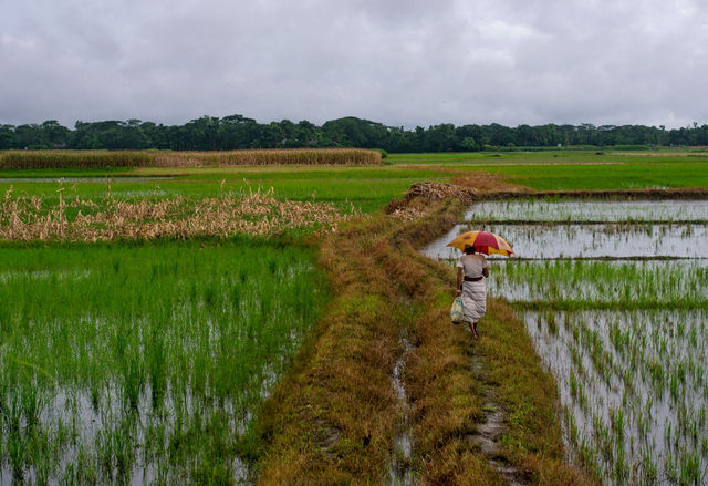 A person walks through a green rice field in Bangladesh holding a colorful umbrella.