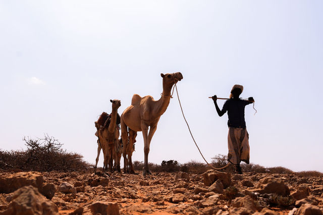 A person herding camels in the arid desert landscape of Somalia under a clear sky.