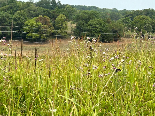 a grassland landscape with distant trees