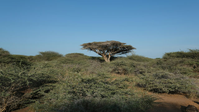 Acacia Tree