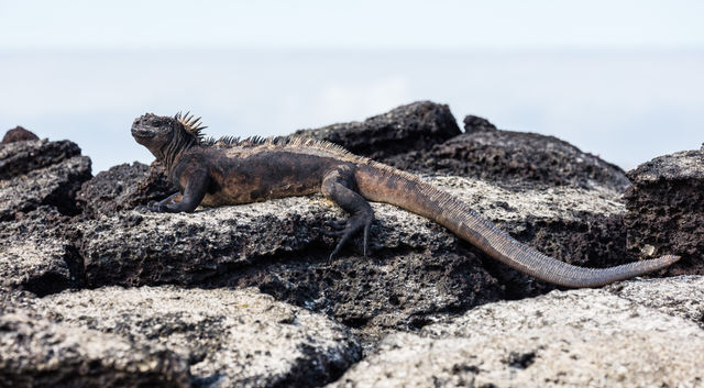 Exemplar of marine iguana (Amblyrhynchus cristatus) lying on a rock in the coast of Las Bachas, Santa Cruz Island, Galápagos Islands, Ecuador.
