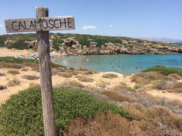 Calamosche