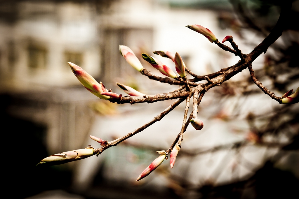 Okinawa — photo 6