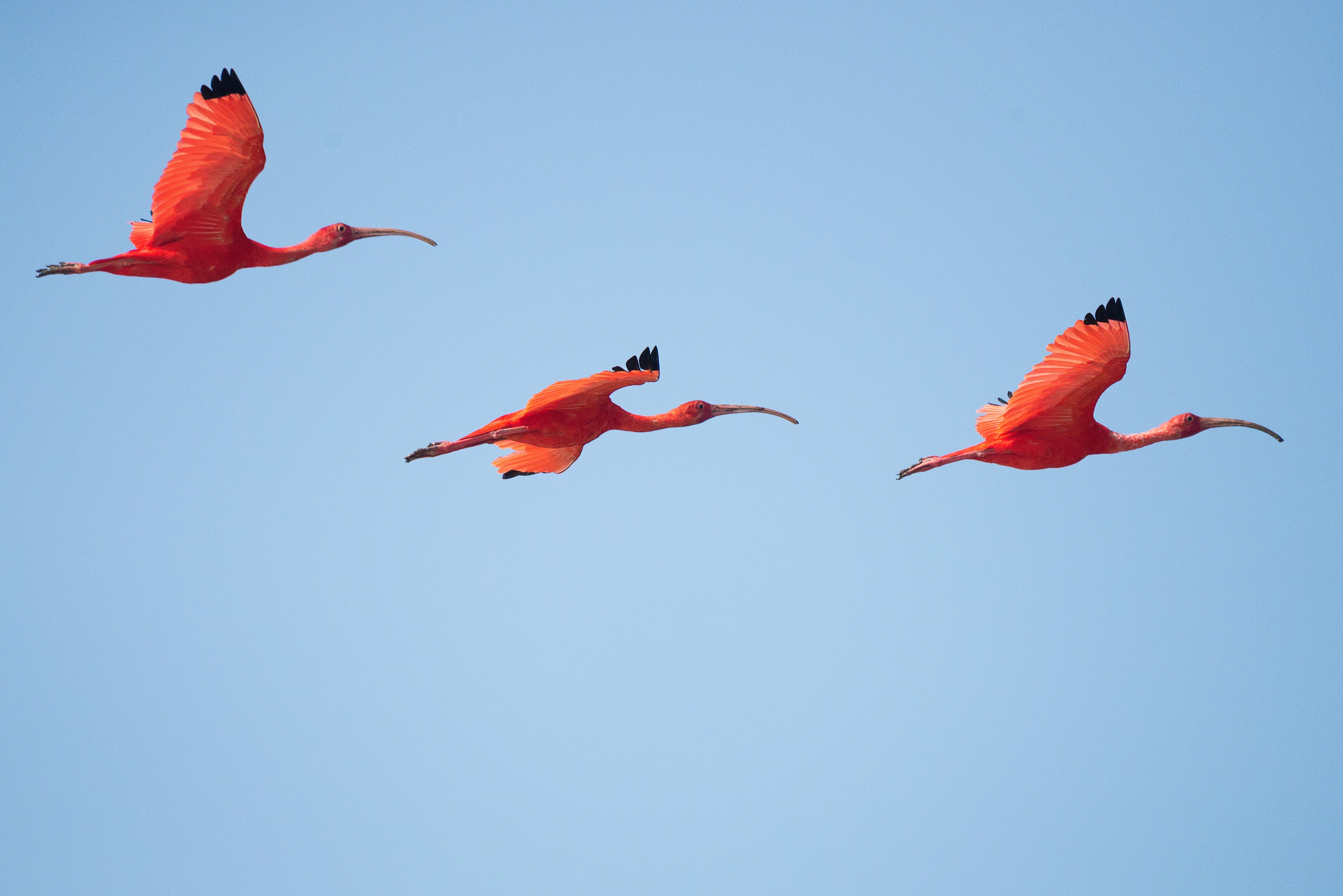 Suriname — image 3