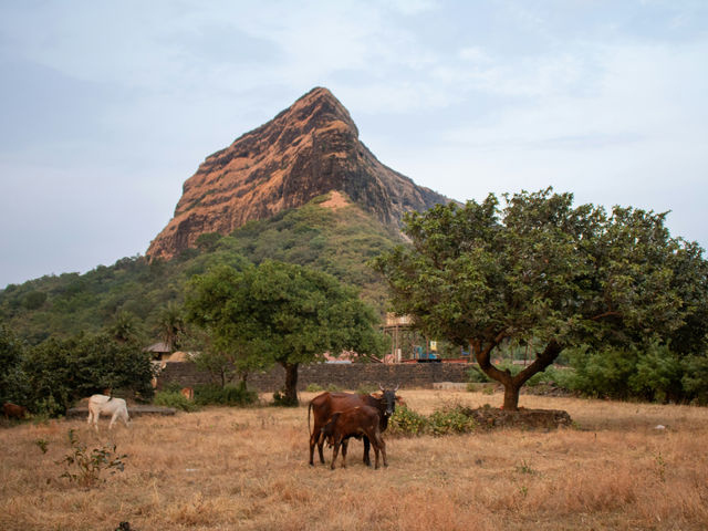 A mother cow and her baby calf stand against the majestic backdrop of Lohagad Fort in Maharashtra. The lush greenery of the Western Ghats surrounds them, creating a perfect harmony between nature, his