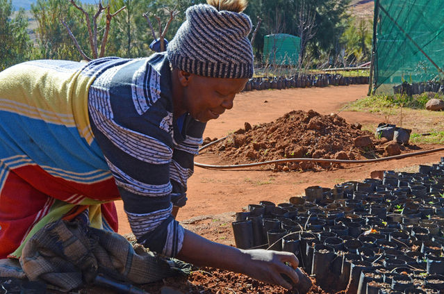 Basotho woman working in nursery