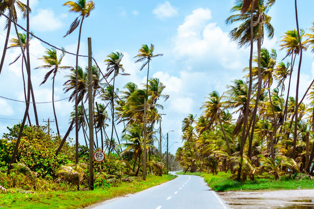 gray concrete road between green palm trees under blue sky during daytime