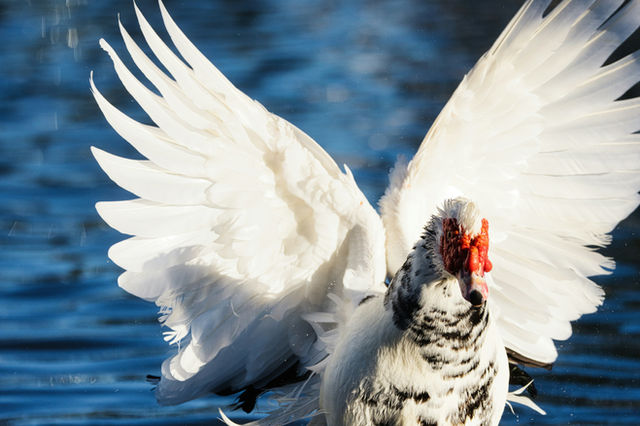 A powerful Chad duck landing from flight.