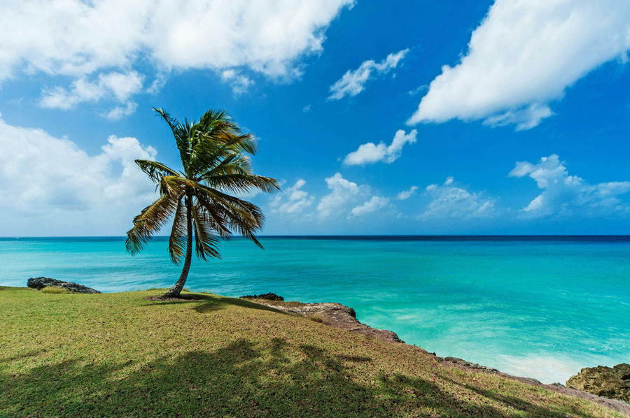 a palm tree on a hill overlooking the ocean