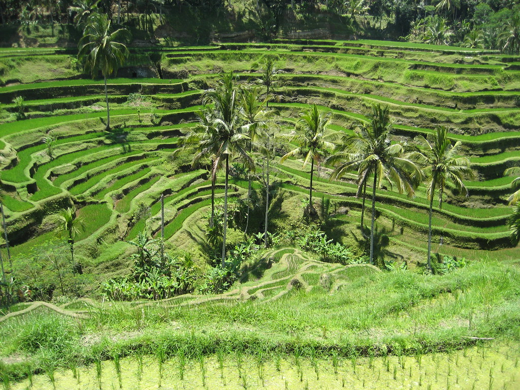 Ubud — photo 6