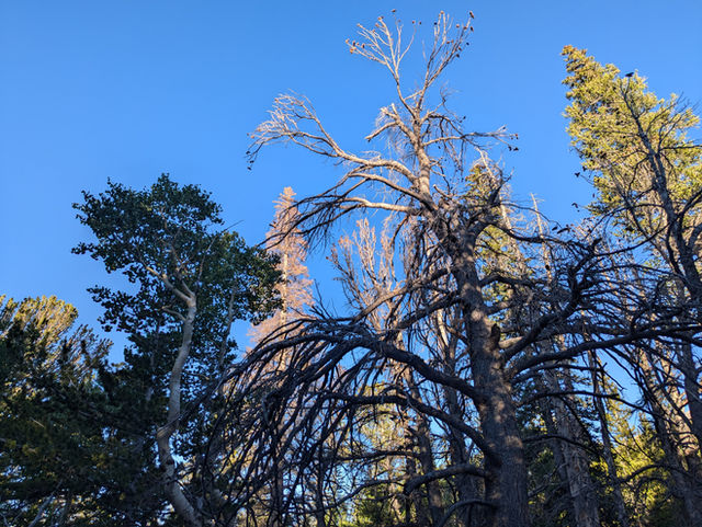 Sky Island Forest Trail
