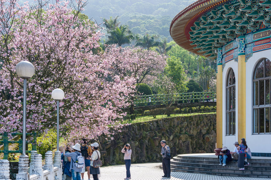 People admire cherry blossoms near a traditional building.