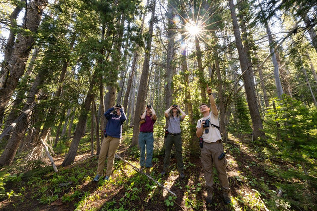 Four people, one in NPS uniform, stand in a forest. Three look upward through binoculars.